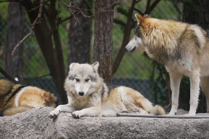 Imagen importada para Zoológico Sahuatoba Durango